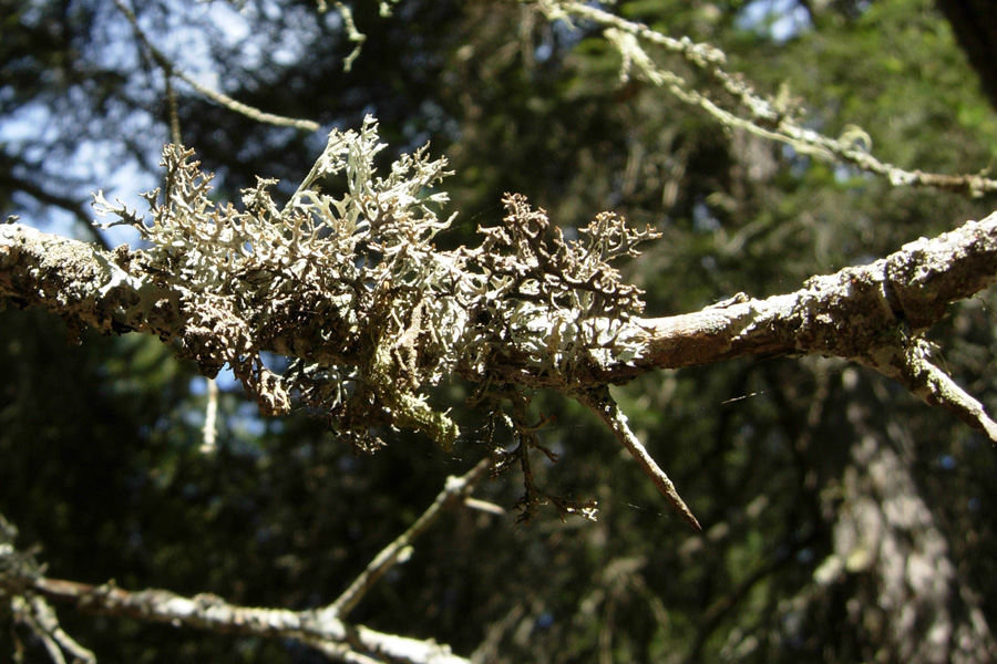 Licheni dalla Vallesinella